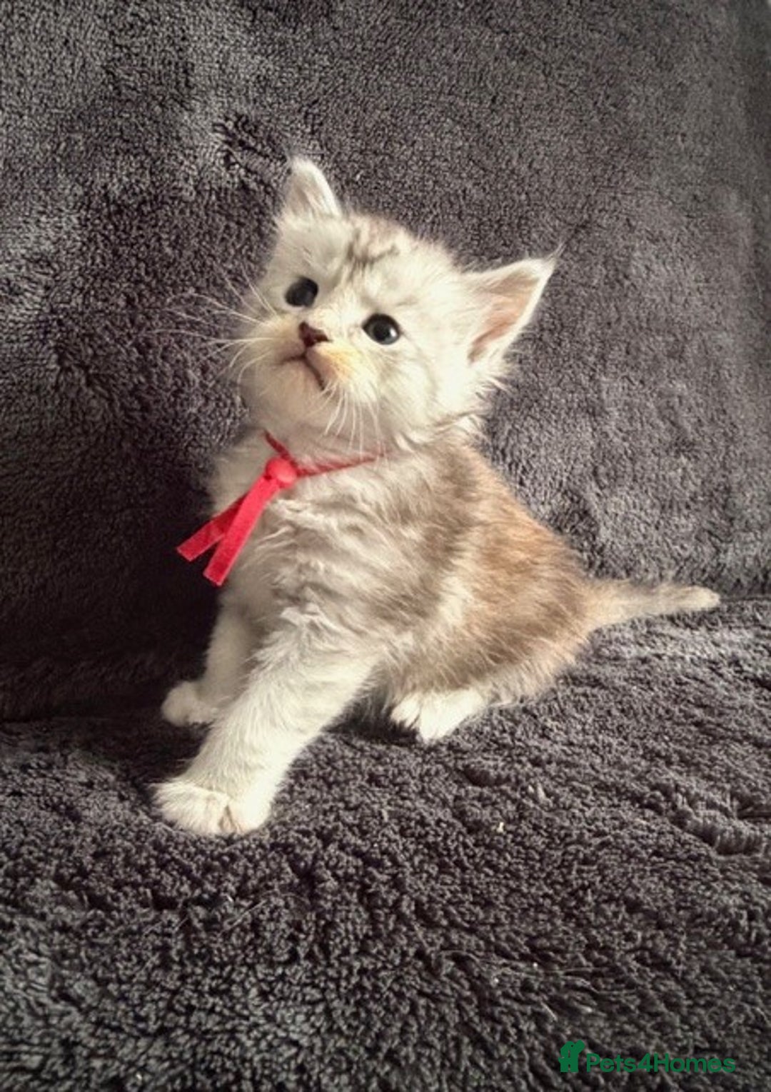 Maine Coon cats for sale: 🐾 TICA-Registered Maine Coon Kittens🐾 - Advert 19