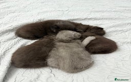 British Shorthair cats for sale: Rare black smoke British short hair kittens - Image 15
