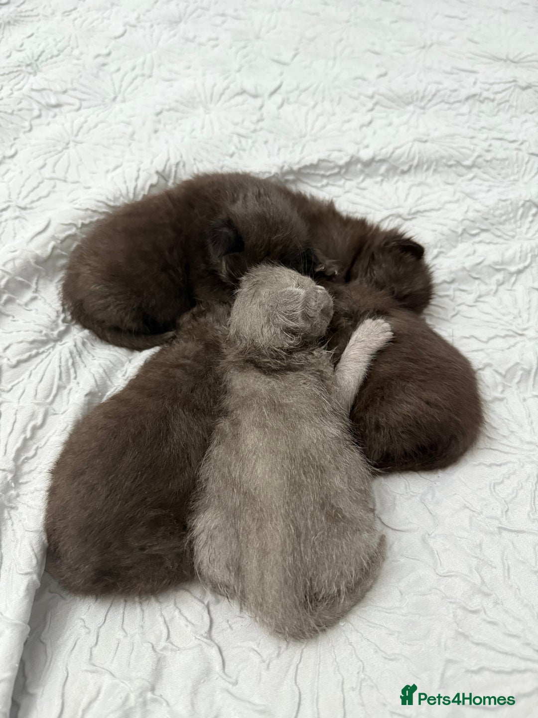 British Shorthair cats for sale: Rare black smoke British short hair kittens - Image 15