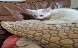 Bengal cats for sale: READY TO GO, BENGAL CROSS KITTEN FEMALE REDUCED  in Tamworth - Image 1