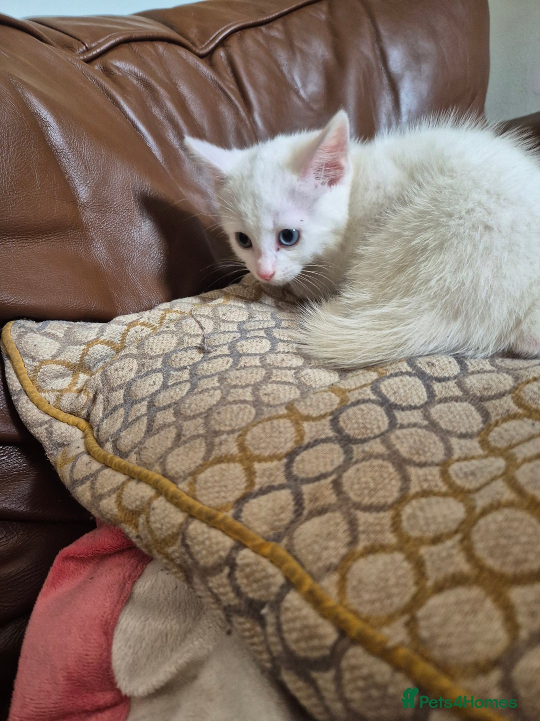 Bengal cats for sale: READY TO GO, BENGAL CROSS KITTEN FEMALE REDUCED  in Tamworth - Image 1
