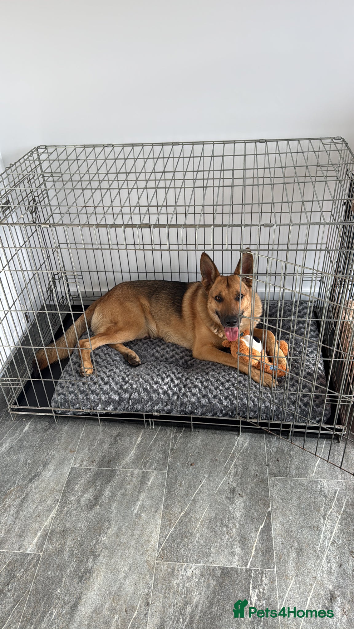 German Shepherd dogs for sale: 3 year old German Shepherd - Advert 5