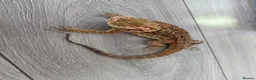 Bearded Dragon reptiles for sale: Bearded Dragon and Vivarium in Bolton - Advert 3