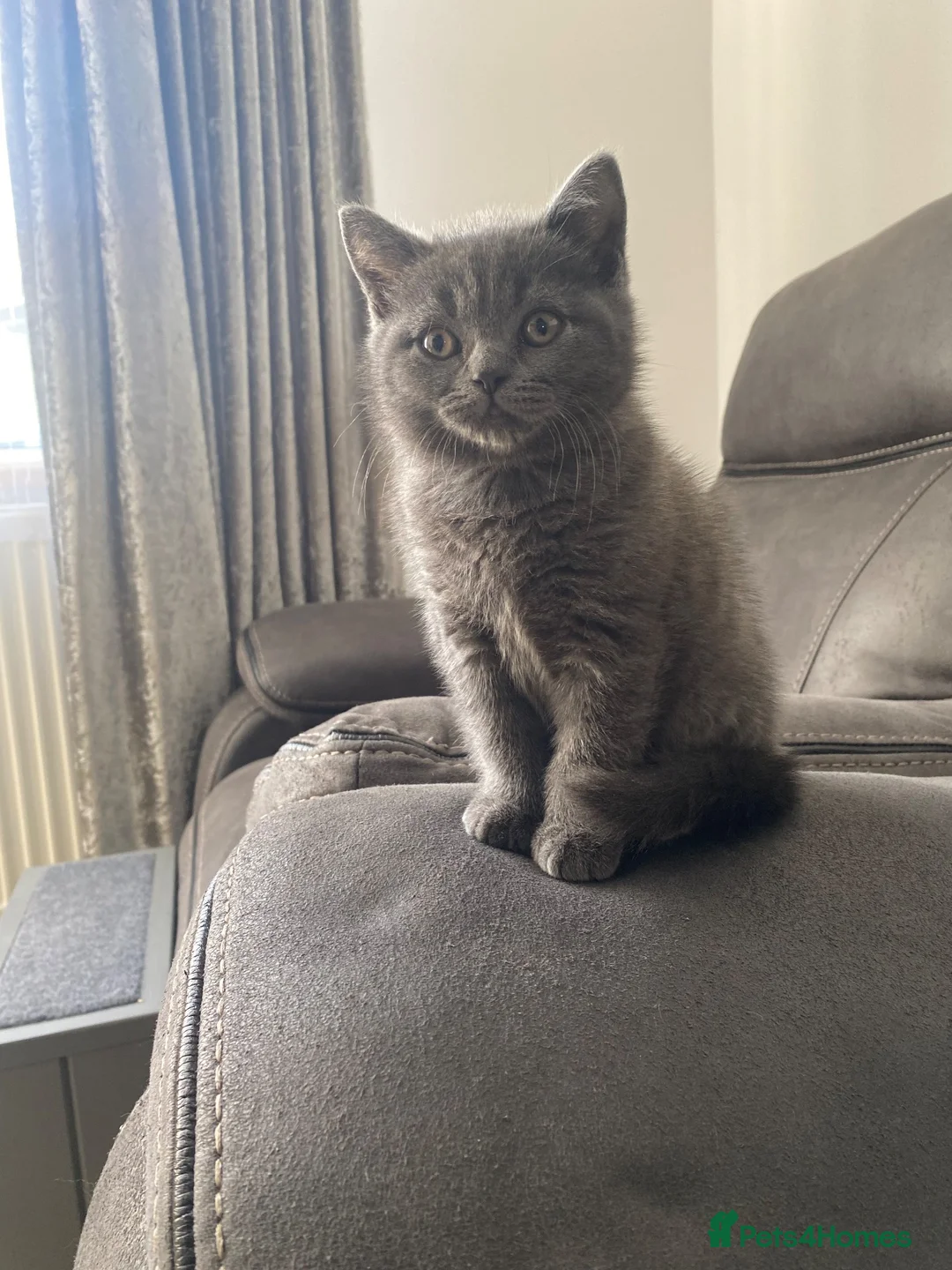 British Shorthair cats for sale: GCCF British shorthair boy “Ready now” - Advert 2