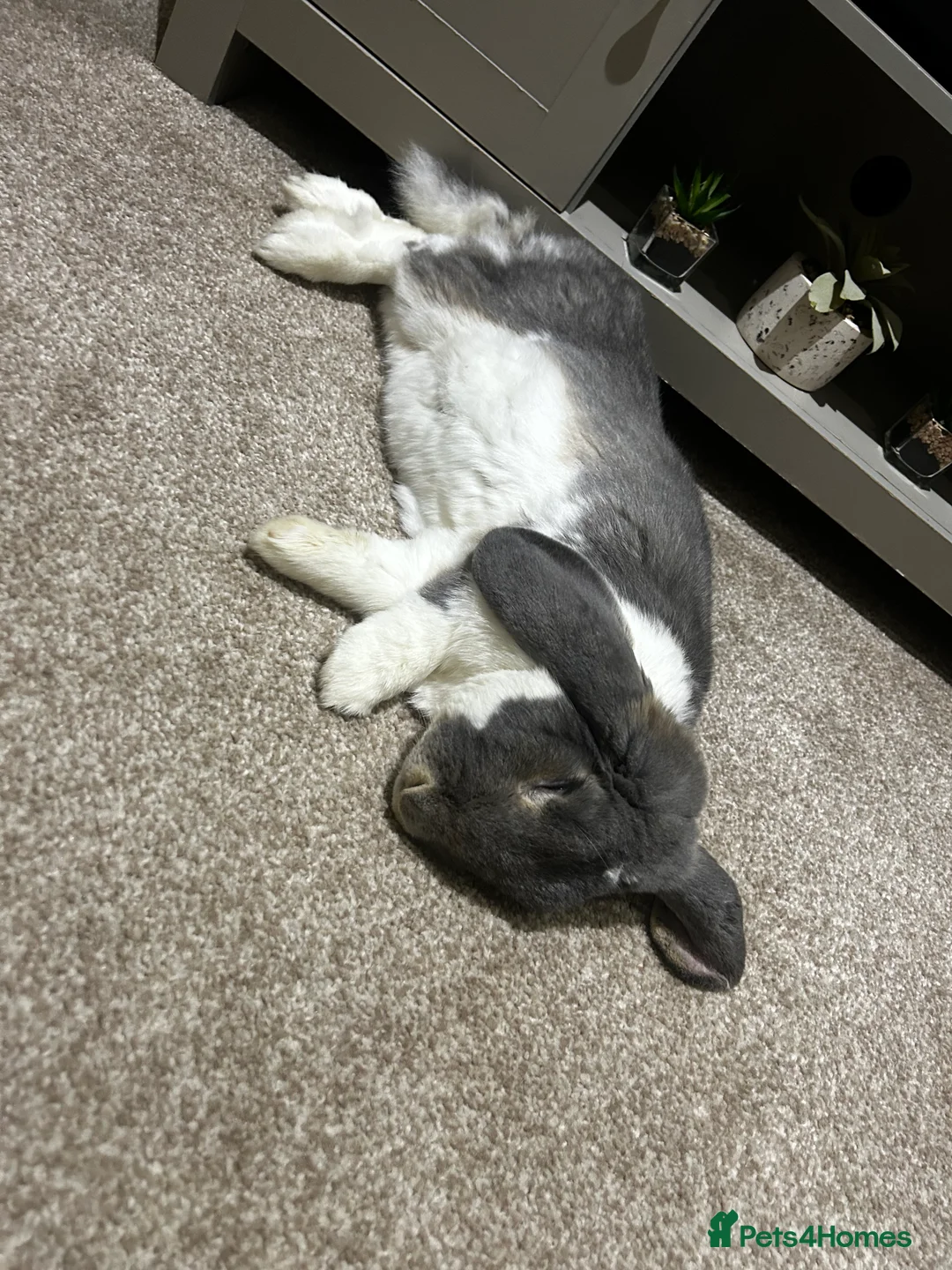 French Lop rabbits for sale: Vaccinated male French Lop  - Advert 4