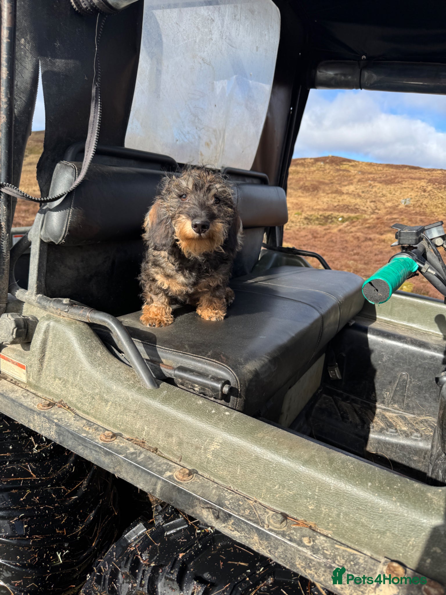Dachshund dogs Wire haired dachshund  - Advert 1