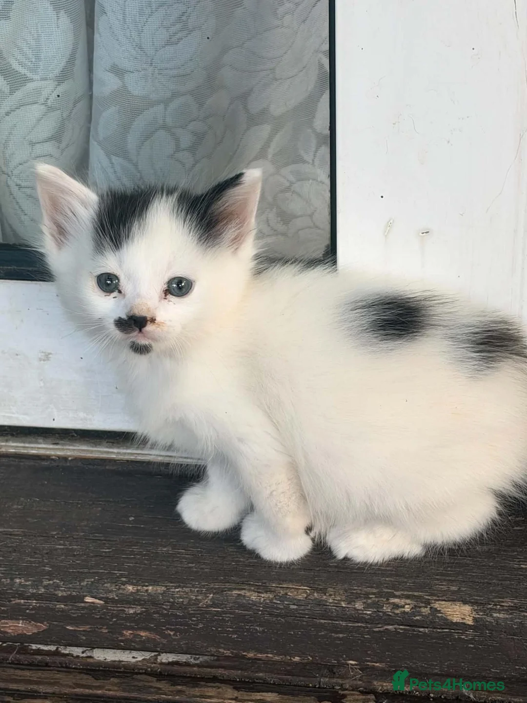 Mixed Breed cats for sale: Cute kittens for sale (NEED GONE ASAP) - Advert 2