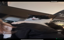 Mixed Breed cats for sale: 2 black male cats for sale  - Image 3