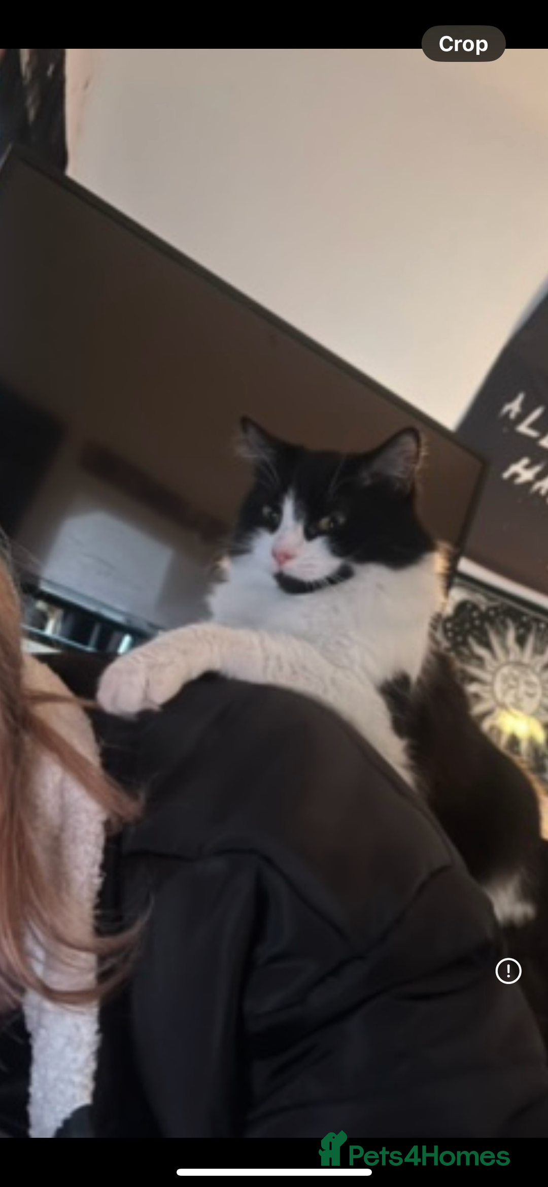 Mixed Breed cats for sale: 2 black male cats for sale  - Image 3