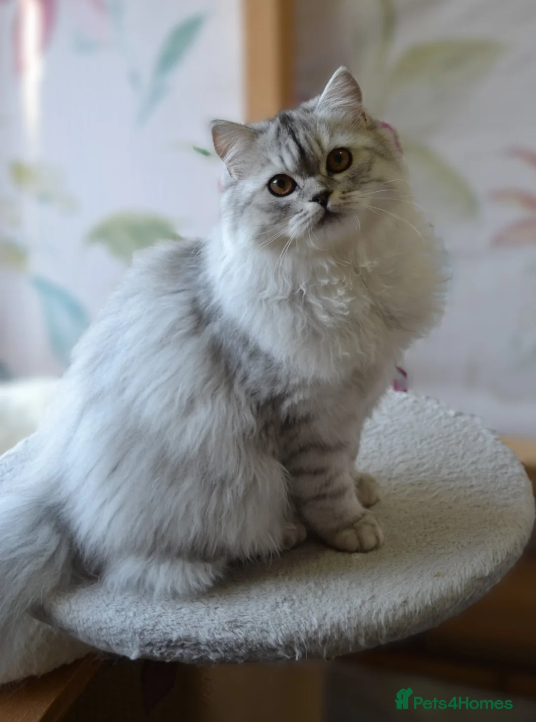 Scottish Fold cats for sale: Scottish fold kittens ❤️ - Advert 19