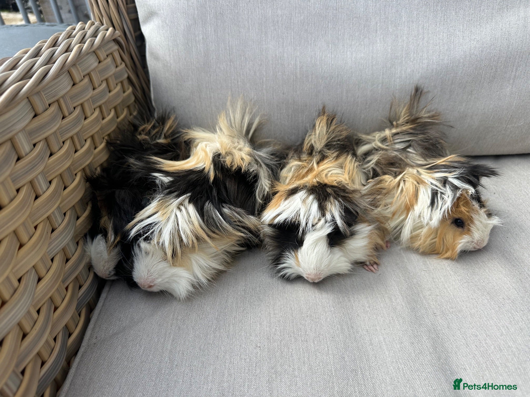 Guinea Pig rodents Very handsome baby long haired guinea pigs. - Advert 2