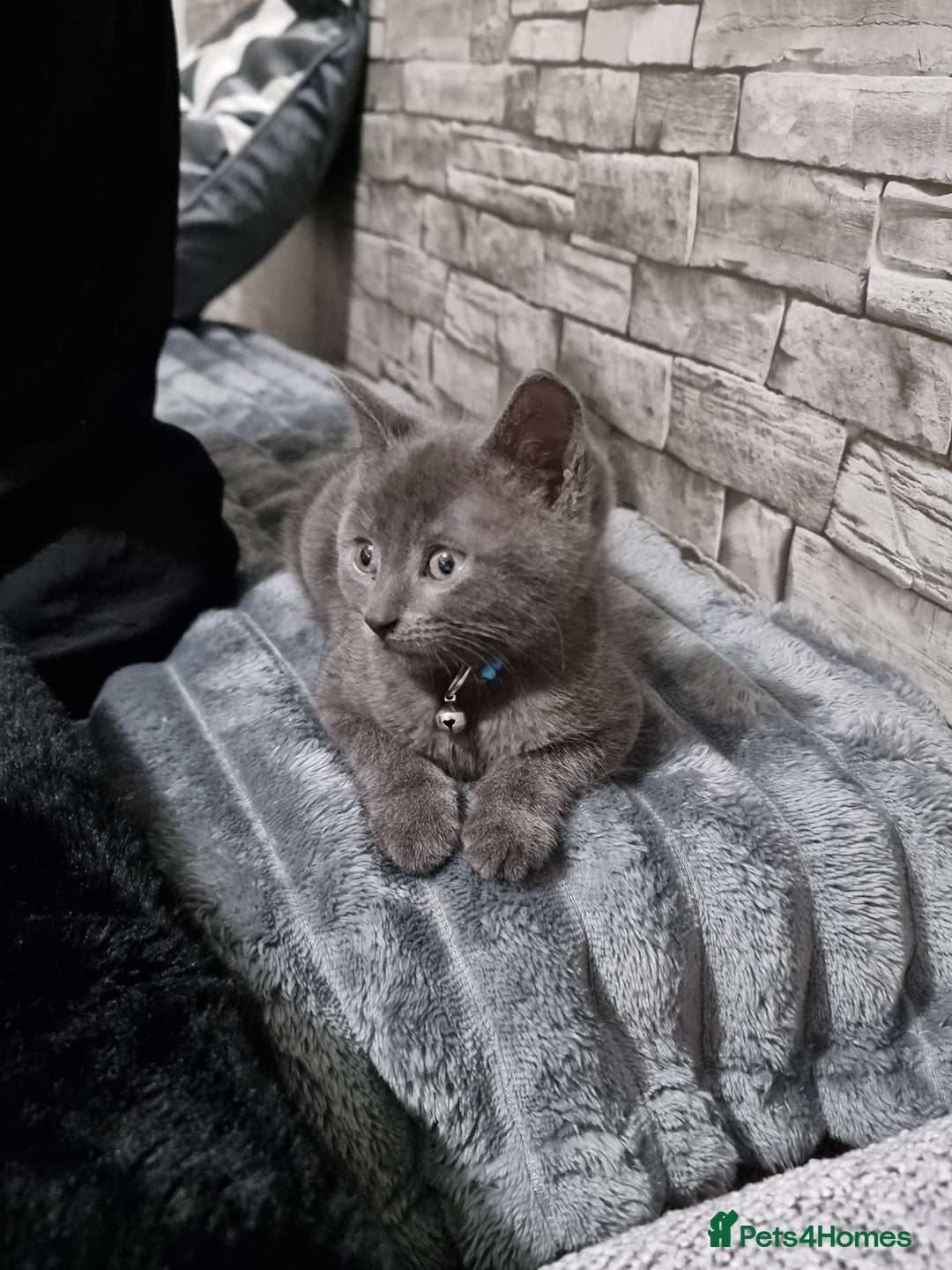 Mixed Breed cats for sale: Beautiful British blue cross Russian blue kitten - Advert 1