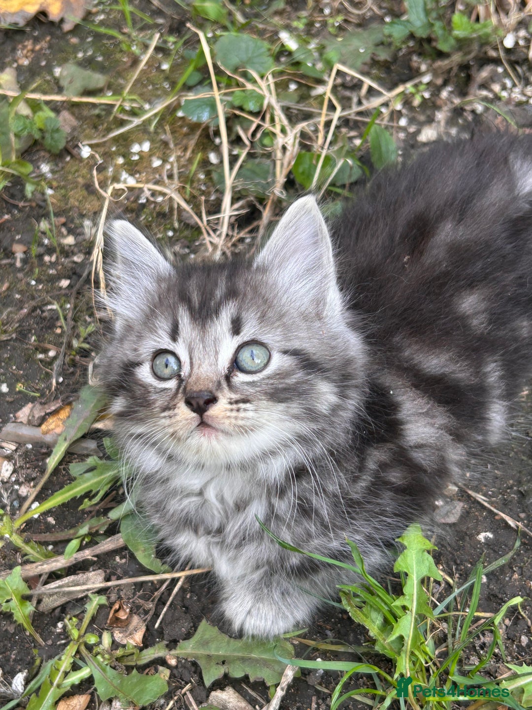 Perdoll cats for sale: Ragdoll cross kitten (all available)😻 - Image 4