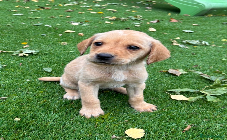 Labrador Retriever dogs - Advert 1