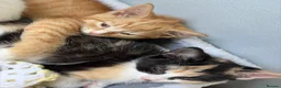 Domestic Shorthair cats for sale: 3 Domestic shorthair kittens  - Advert 9