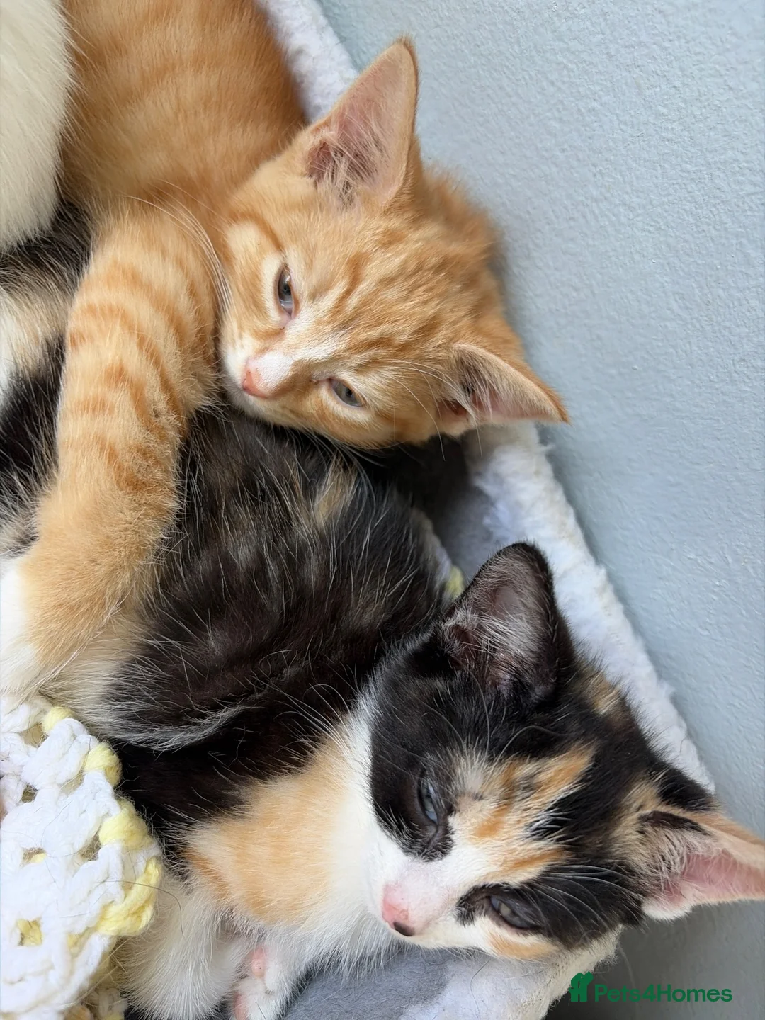 Domestic Shorthair cats for sale: 3 Domestic shorthair kittens  - Advert 9