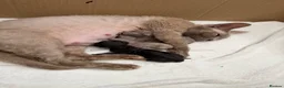 Devon Rex cats for sale: Beautiful Devon Rex Kittens 🐾❤️ - Advert 4