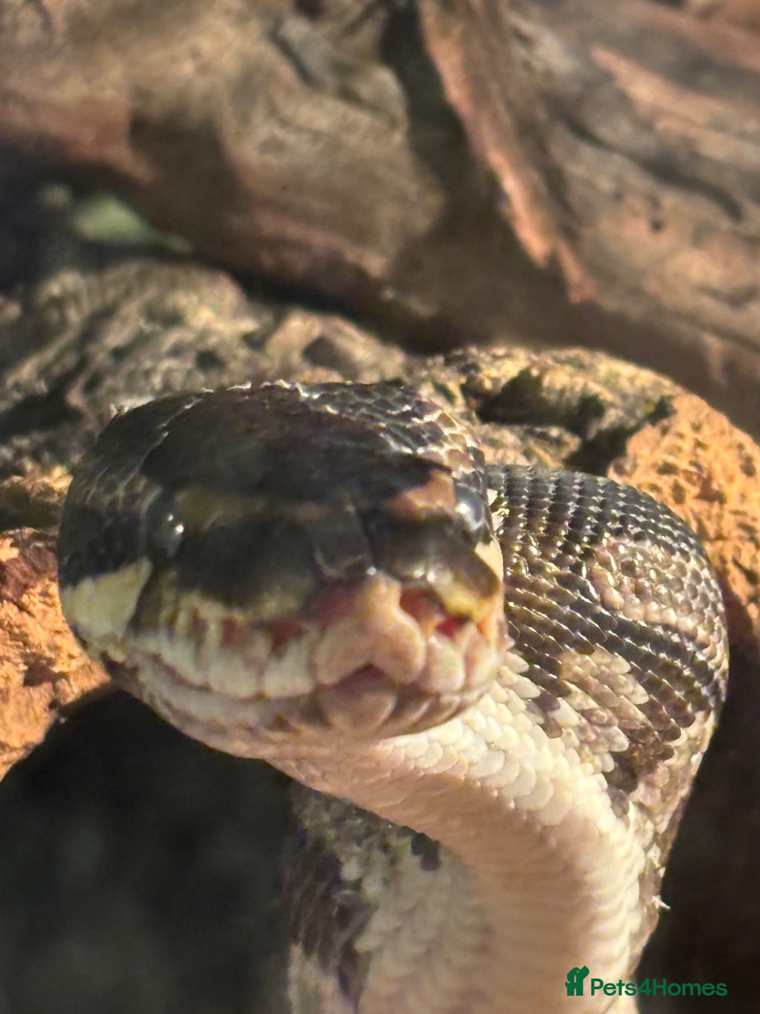 Python Snake reptiles Ball python  - Advert 1