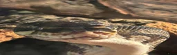Python Snake reptiles for sale: Ball python  in Wallingford - Advert 1