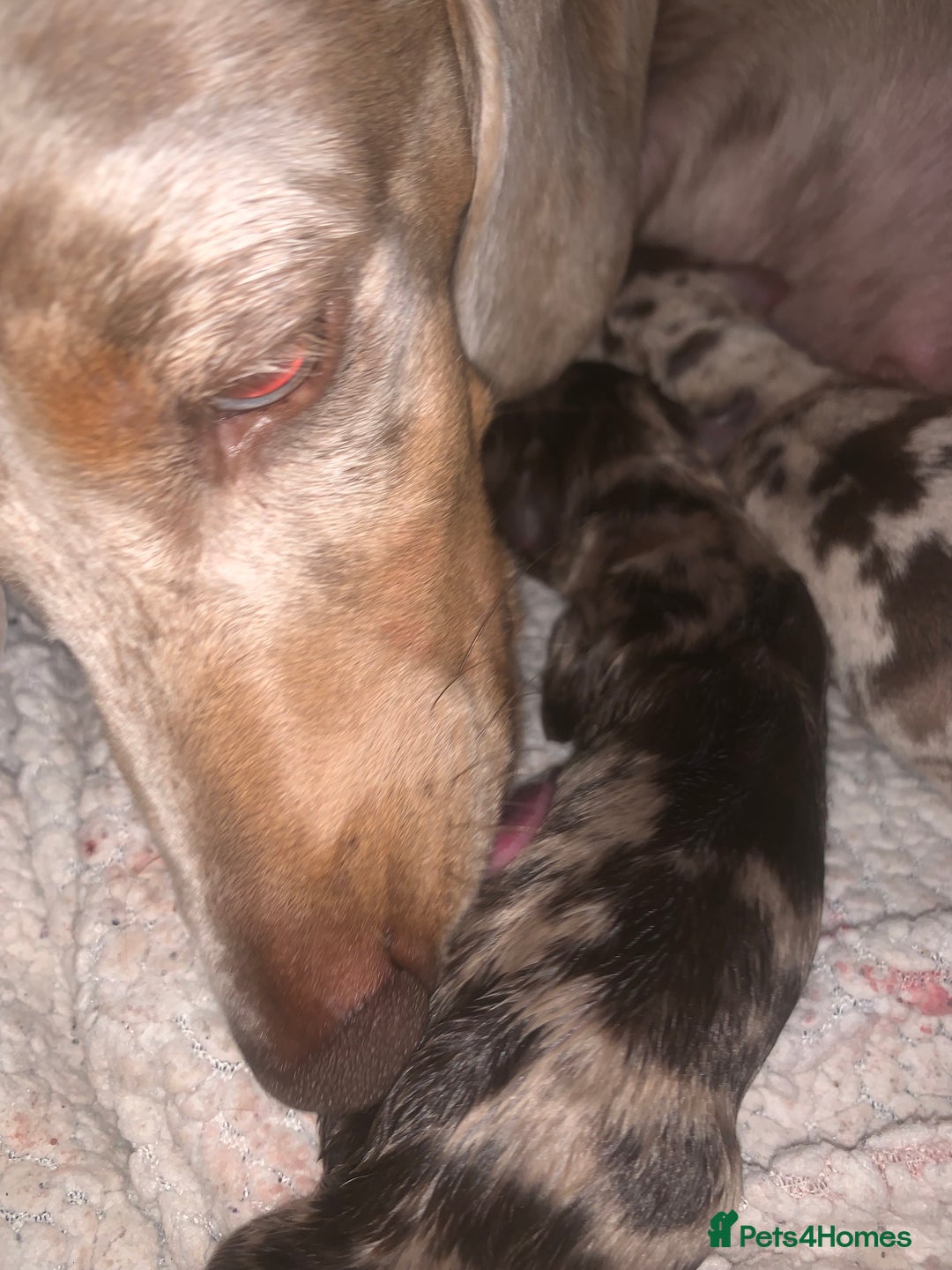 Miniature Dachshund dogs for sale: Miniature Dachshund KC Registered  - Image 17