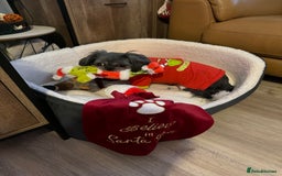 Shih Tzu dogs for sale: Molly - Image 3