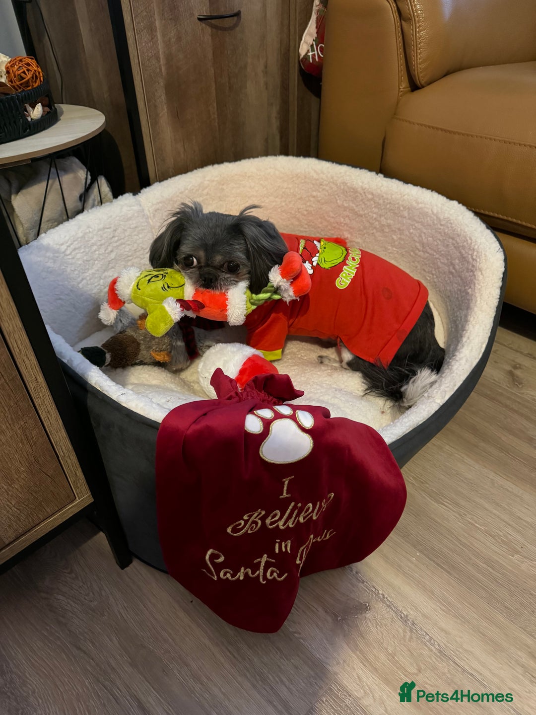 Shih Tzu dogs for sale: Molly - Image 3