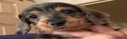 Dachshund dogs for sale: Wire Haired Dachshund Tweenies - Advert 8