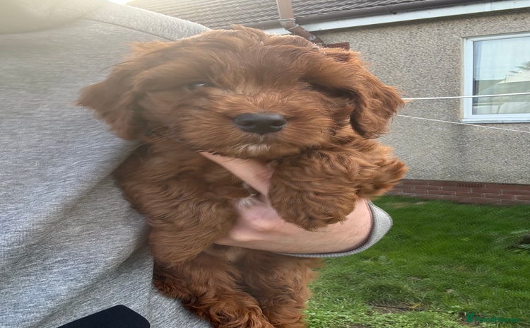 Cockapoo dogs - Advert 4
