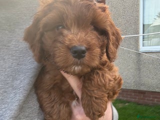 Cockapoo dogs - Advert 4