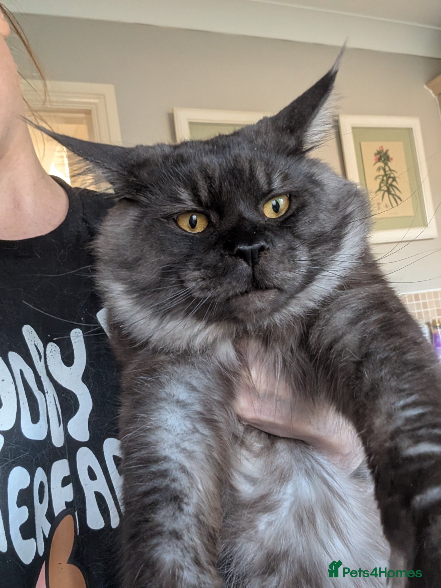 Maine Coon cats Black smoke registered mainecoon  - Advert 1