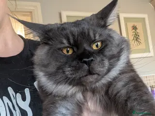 Maine Coon cats Black smoke registered mainecoon - Advert 1