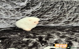 Pomeranian dogs for sale: Top Quality 🐼 Championship Lines - Image 8
