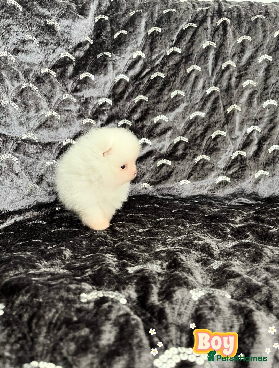 Pomeranian dogs for sale: Top Quality 🐼 Championship Lines - Image 8
