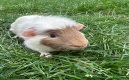 Guinea Pig rodents for sale: Female and male guinea pigs  - Image 9