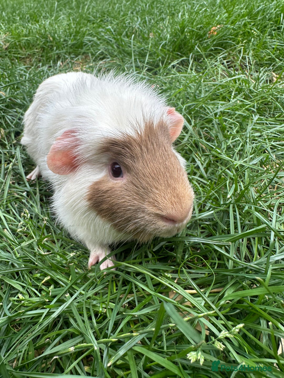 Guinea Pig rodents for sale: Female and male guinea pigs  - Image 9