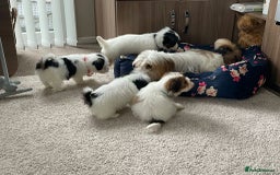 Shih Tzu dogs for sale: Shih tzu puppy’s  - Image 1