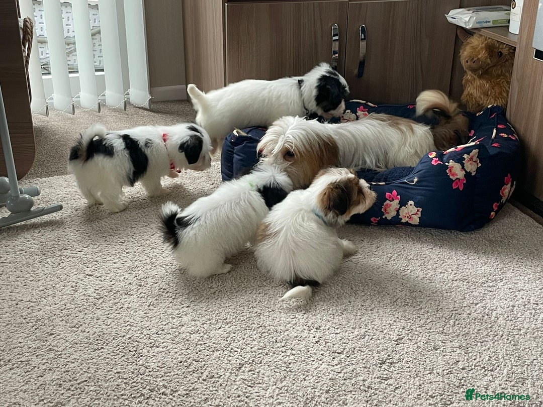 Shih Tzu dogs for sale: Shih tzu puppy’s  - Image 1