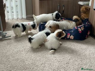 Shih Tzu dogs for sale - Advert 1
