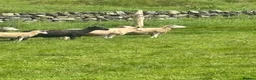 Sheep livestock for sale: Shetland X ewes - Advert 10