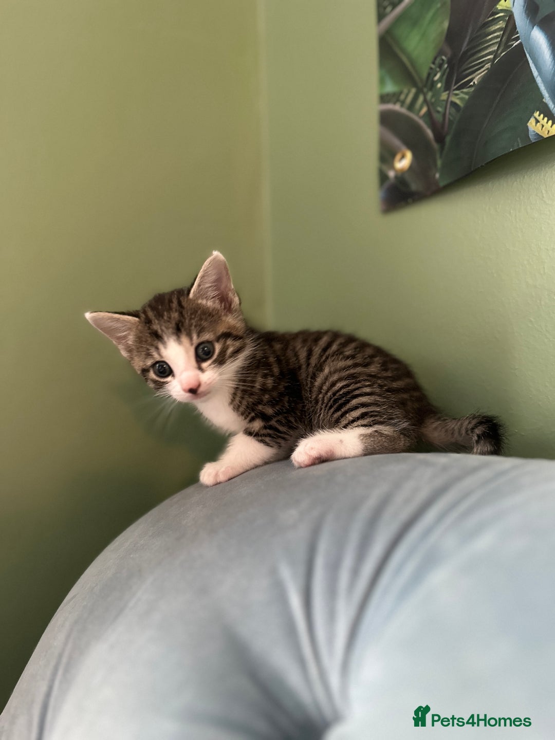 British Shorthair cats for sale: 4 adorable 9 week old kittens for sale - Image 9