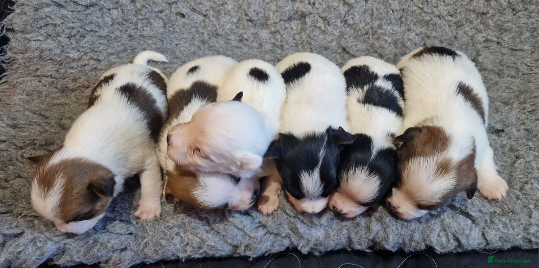 Jack Russell dogs for sale: kC Reg Jack Russell Pups, DNA Health Tested - Image 37