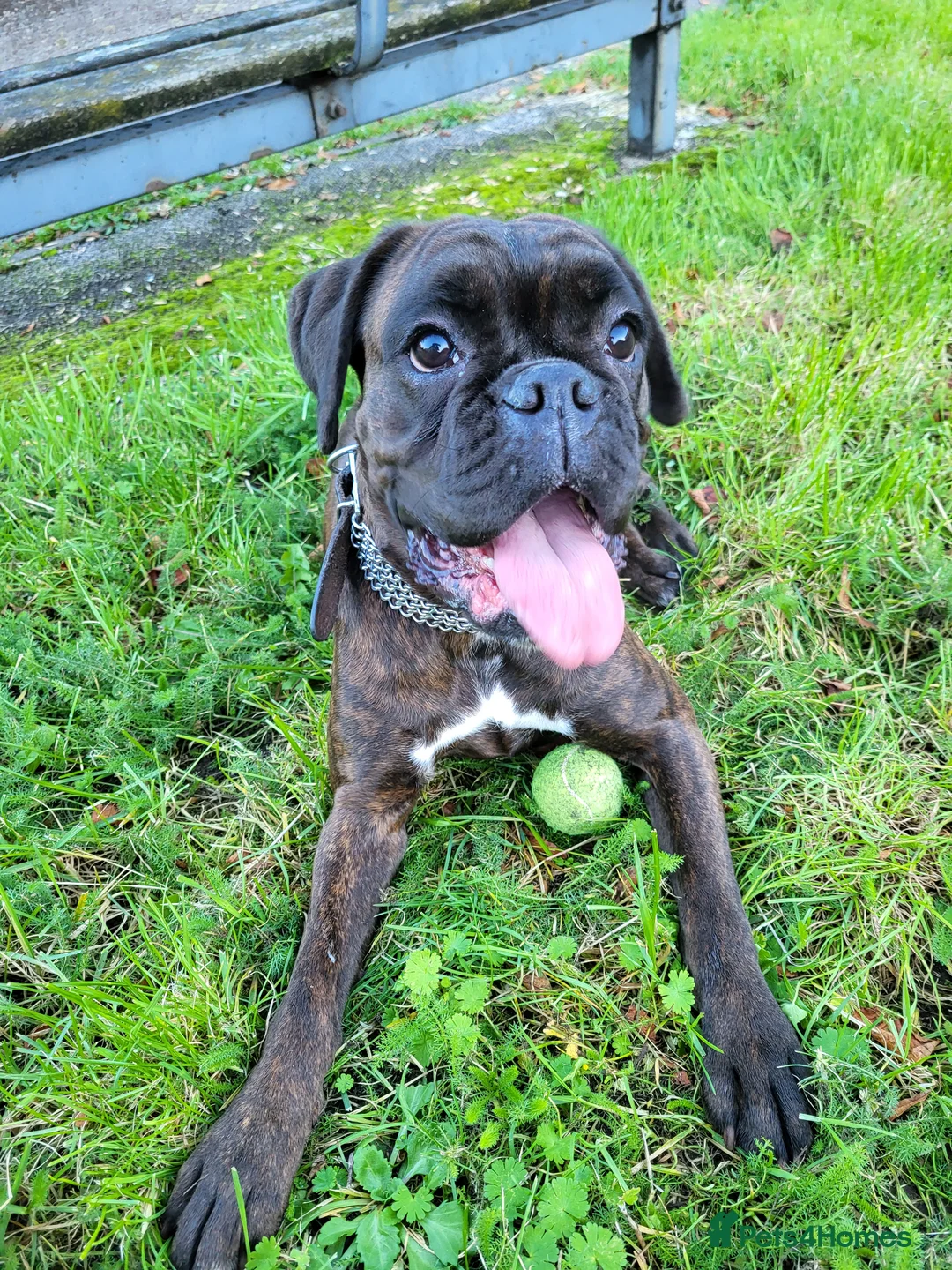 Boxer dogs for sale: Boxer Girl looking for new home - Advert 7