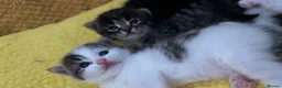 Mixed Breed cats for sale: mixed breed kittens - Advert 8
