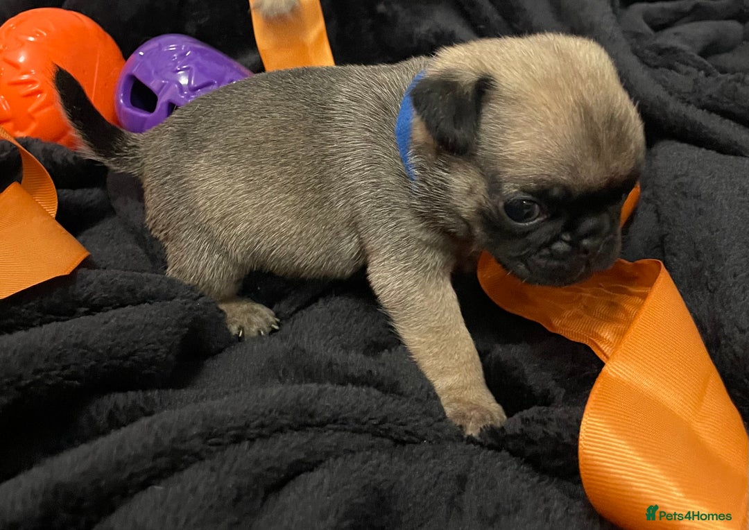 Pug dogs for sale: Pretty Female Pug Puppies x2 HEALTHY & HAPPY  - Image 2