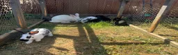 Mixed Breed rabbits for sale: Mixed baby rabbits - Advert 4