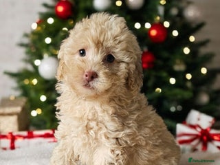 Miniature Poodle dogs Very well bred, health tested parents - Advert 1