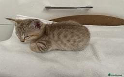 Tonkinese cats for sale: GCCF Registered Tonkinese Kittens - Image 15