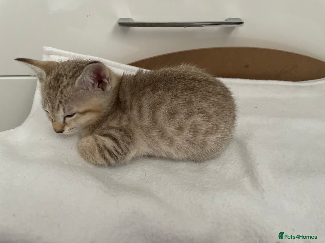 Tonkinese cats for sale: GCCF Registered Tonkinese Kittens - Image 15