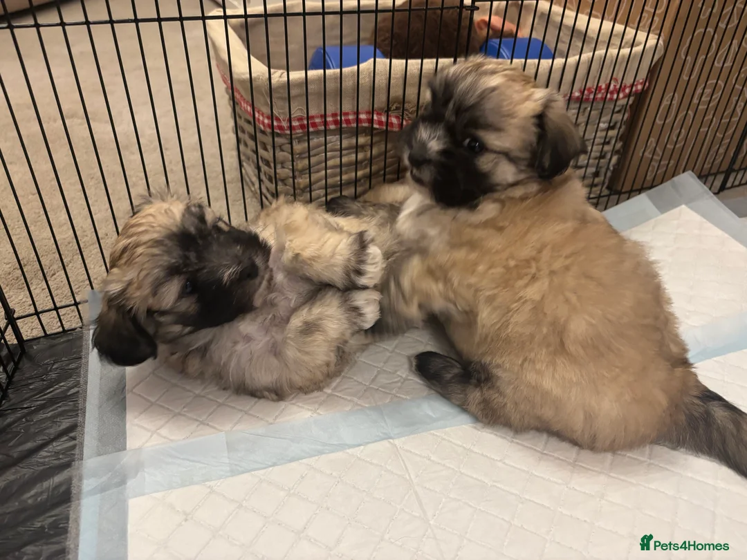 Maltipoo dogs for sale: Maltipoo - Advert 17