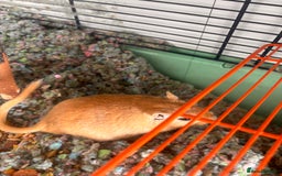 Gerbil rodents for sale: 2 Male Gerbils looking for new home - Image 2